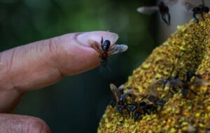 زنبورهای بی‌نیش، نخستین حشرات دارای حقوق قانونی