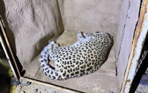 زنده‌گیری یک پلنگ سرگردان – نیوز تودی