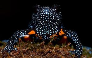 زیبایی قورباغه کار دستش داد / دلیل عجیب ناپدید شدن قورباغه‌های کهکشانی