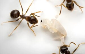 فداکاری بی‌نظیر / سربازانی که برای نجات کلونی جان می‌دهند