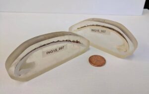 قدیمی‌ترین جانور منفرد دنیا که ۵۰۷ سال عمر کرد