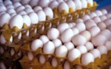 قیمت تخم‌ مرغ در ایران به قیمت دبی نزدیک شد / مگر حقوق‌ها دلاری است؟!