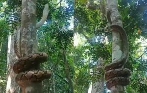 مار پیتون عظیم‌الجثه در یک چشم به هم زدن مثل فنر از درخت بالا می‌رود