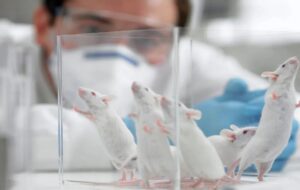 نتیجه شگفت‌انگیز رها کردن موش‌های آزمایشگاهی در طبیعت