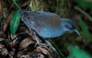 پرنده گمشده پس از ۲۰۰ سال به گالاپاگوس برگشت