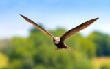 پرنده‌ای که می‌تواند ۱۰ ماه بدون توقف در آسمان باقی بماند