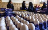تغییر قیمت تخم‌مرغ روزانه شد/ هر شانه تخم‌مرغ چه قیمتی پیدا کرد؟