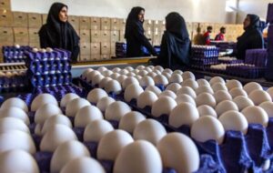 تغییر قیمت تخم‌مرغ روزانه شد/ هر شانه تخم‌مرغ چه قیمتی پیدا کرد؟