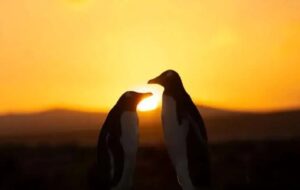 «حلقه آتش» در آسمان ظاهر می‌شود / اولین خورشیدگرفتگی سال