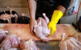 قیمت جدید مرغ اعلام شد/ مرغ را گران‌تر از این رقم نخرید