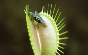 چرا برخی از گیاهان گوشت می‌خورند؟