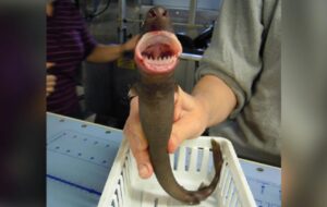 «کوسه کلوچه‌بر» پرگاری بی‌رحم، در اعماق دریا!/ راز سوراخ‌های دایره‌ای روی بدن نهنگ‌ها فاش شد