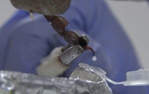 گرانقیمت‌ترین مایع جهان که هر لیتر آن ۵۰۰ میلیارد تومان است