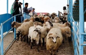 گوشت قرمز، کالای لوکس شد؟/ این قیمت‌های عجیب از گوشت قرمز را ببینید/ منتظر ورود دام پاکستانی باشید!